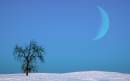 Prairie_Tree_1_1.jpg