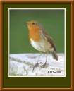 ROBIN_03paint.jpg