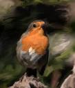 Robin_1_DSCF2966.jpg