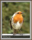 Robin_in_Watercolours.jpg