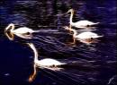 SWANS2.jpg