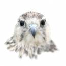 Saker_Falcon.jpg