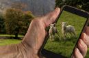 Sheep-on-phone-v3-1024.jpg