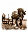 Shire_Horse_at_Work.jpg