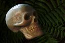 Skull.jpg