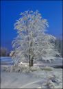 Snow_Tree.jpg