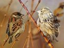 Sparrow_MergeM.jpg