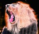 The_Lion_King.jpg