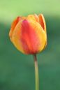 Tulip_3.jpg