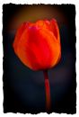 Tulip_4.jpg