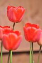 Tulips_1.jpg