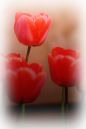Tulips_21.jpg