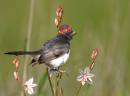 Willie-Wagtail-at-Christmas.jpg
