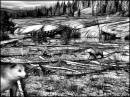 Ywellowstone3.jpg