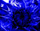 blue_.jpg