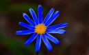 blue_flower_fractailius.jpg