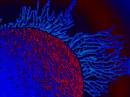 coral_blue_red_layers_resize.jpg