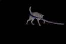 dog_1_web.jpg
