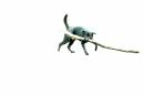 dog_2_web.jpg