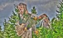 eagle_flight_hdr.jpg