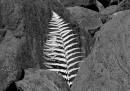 fern.jpg
