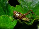 flecknoe_28062007-17-f.jpg