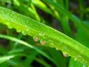 flower_in_drops_resize.jpg