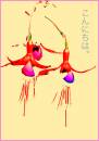 fuscia.jpg