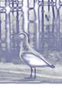 gull_.jpg