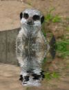 meer_cat_reflection.jpg