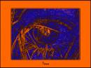 orange_glow_eye1.jpg