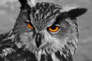 owl_desat_uploadsize.jpg