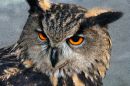 owl_uploadsize.jpg