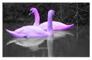 pink_swans.jpg