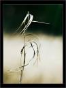 reeds-lite.jpg