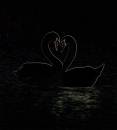 swan-129-c.jpg