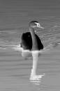 swan2_.JPG