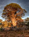 the_liquified_tree.jpg