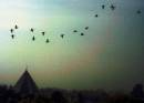 tn_greylags_over_rowhedge_abstract.jpg