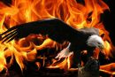 wings_of_fire.jpg