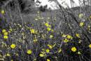 yellow_wild_flowers.jpg