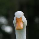 Aflac_9-7-2007.jpg