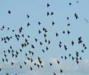BIRDS.jpg
