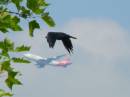Bird_Plane.JPG