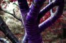 DSC_0257_nice_tree_bark_purple_colourised_adobe_Medium_.jpg