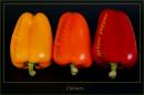 DSC_8217coloursweb.jpg