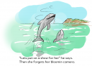 Dolphins_from_Brian_800.png