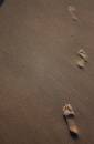 Footprints_in_the_sand.jpg
