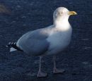 Gull22.jpg