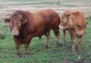 LIMOUSINE_BULL_HEIFER.jpg